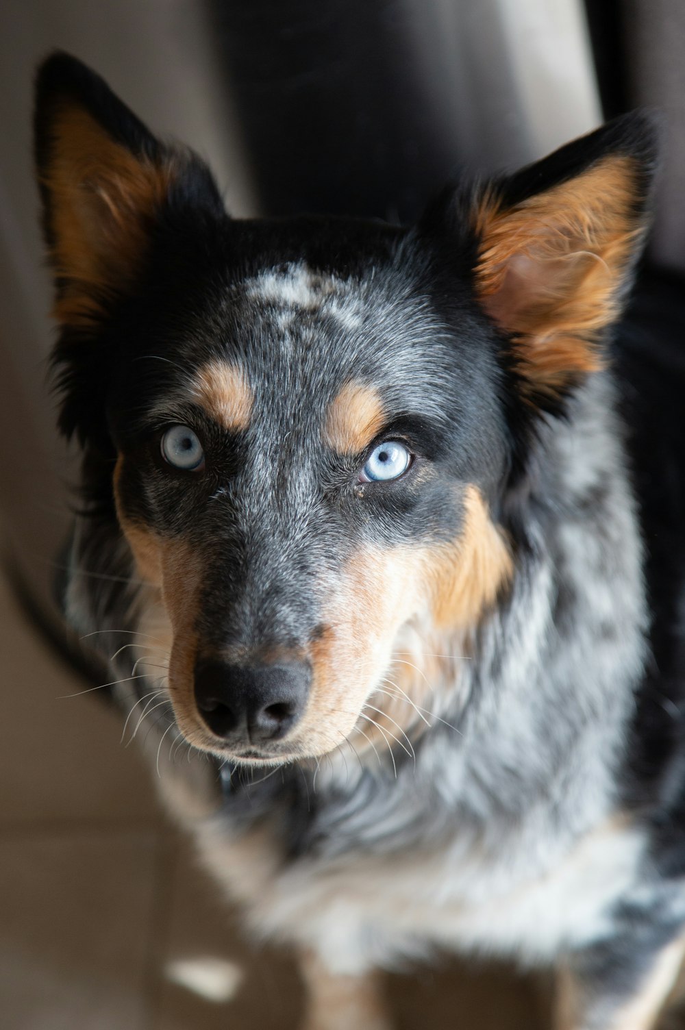 black and white short coated dog