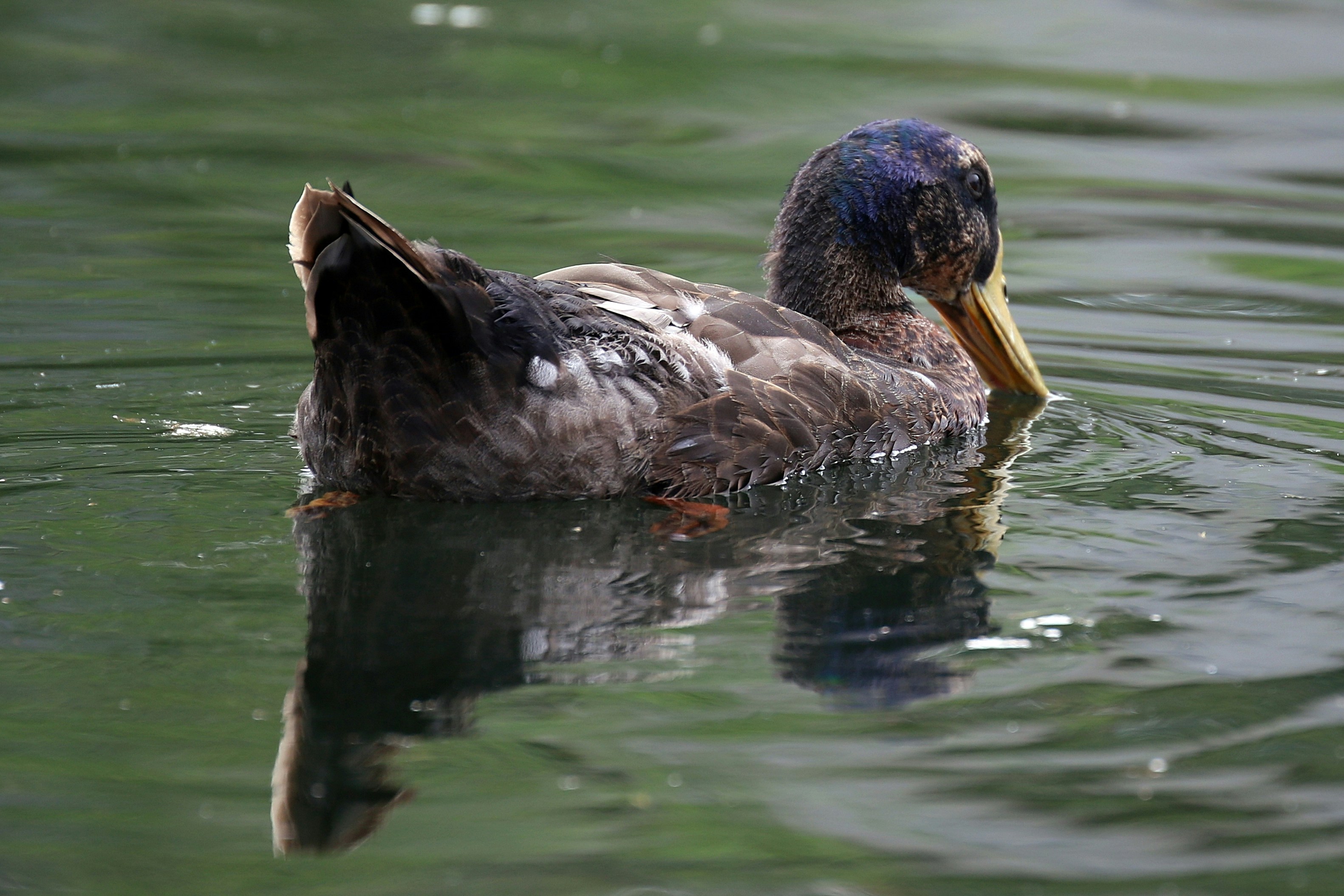 brown duck on water during daytime