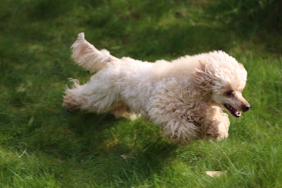 A happy poodle running freely across an open field under a clear blue sky.