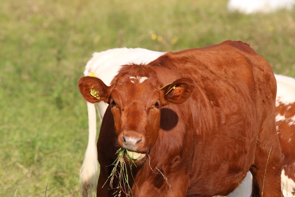 brown cow on green grass field during daytime