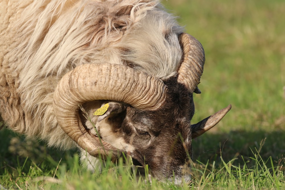 white and black ram on green grass field during daytime