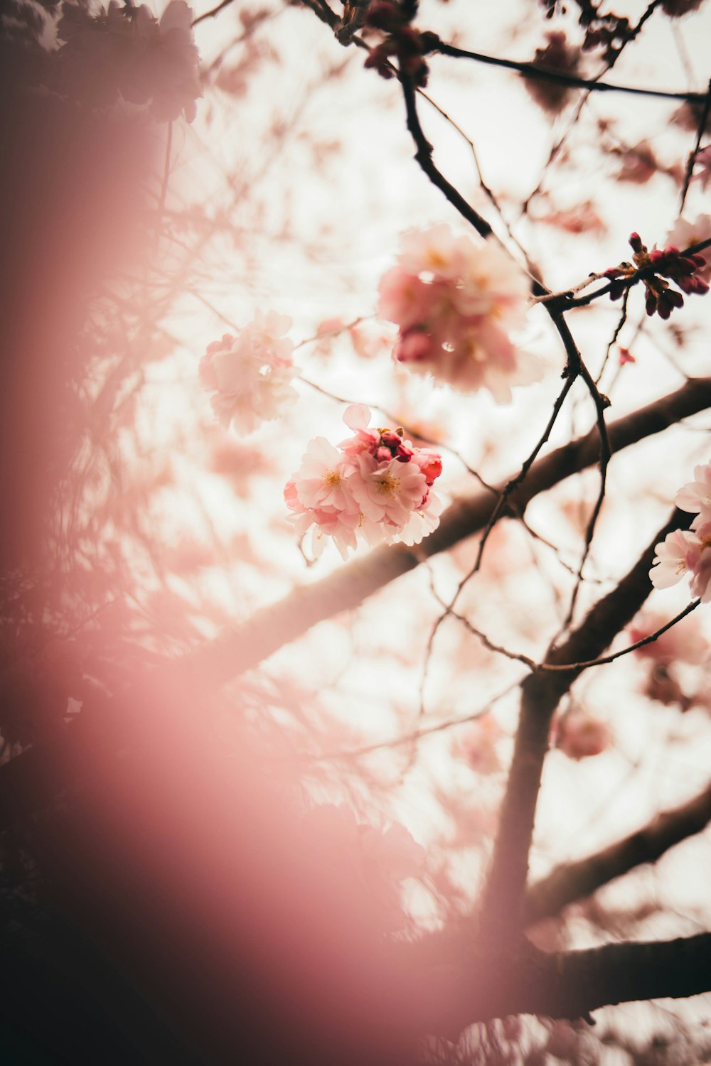 pink cherry blossom in bloom during daytime