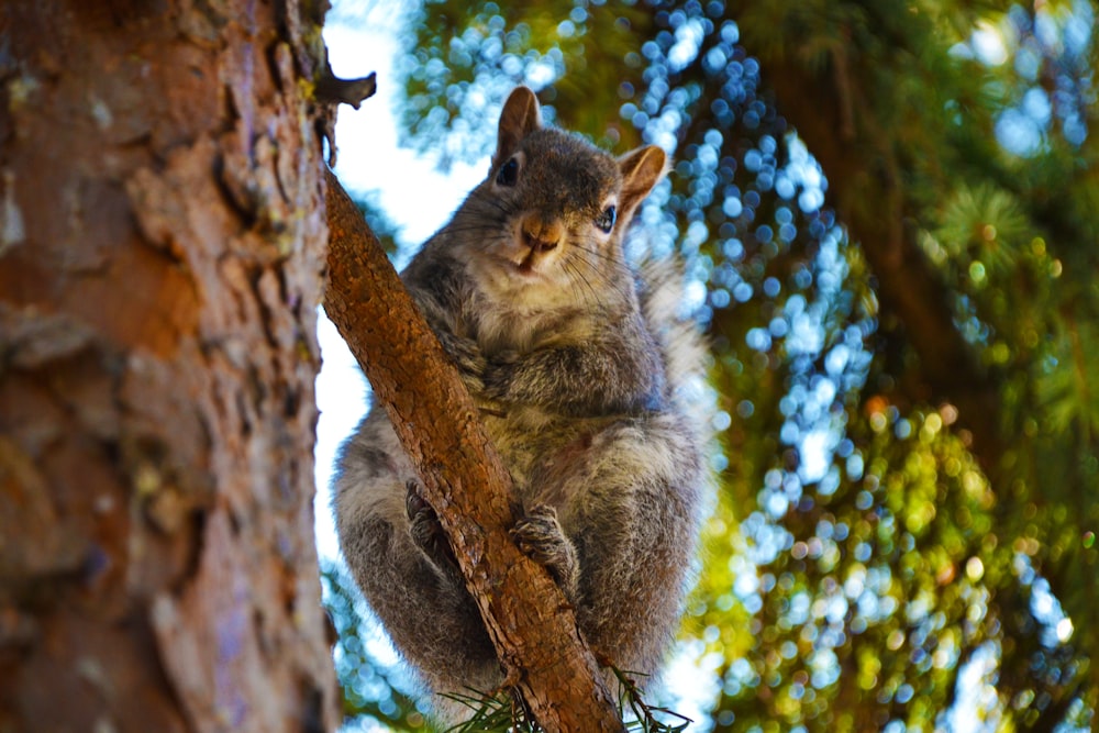 gray squirrel on brown tree branch during daytime