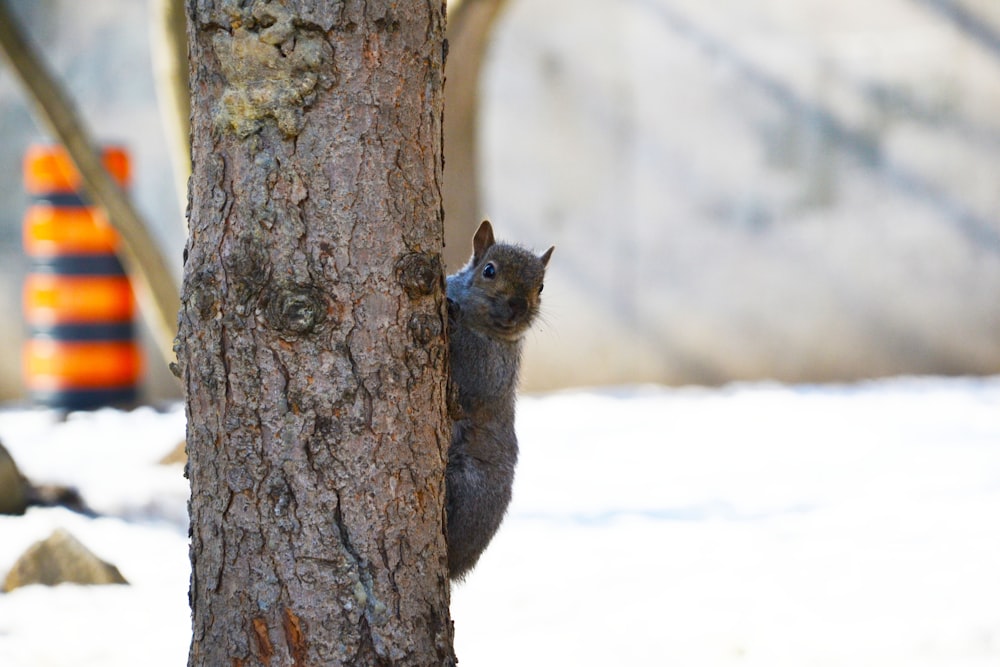 brown squirrel on snow covered ground during daytime