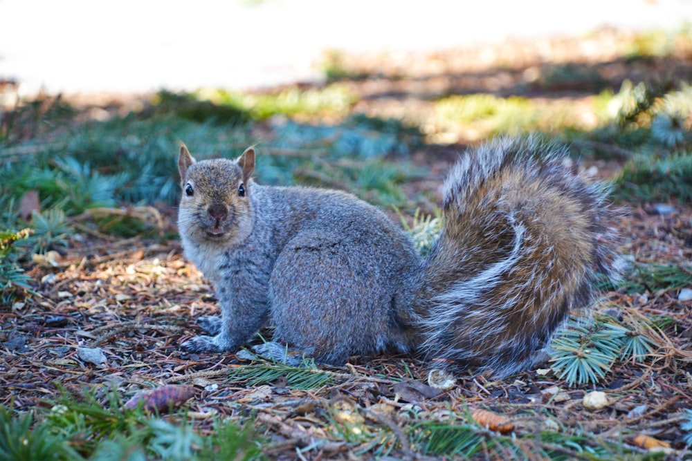 gray squirrel on brown ground during daytime