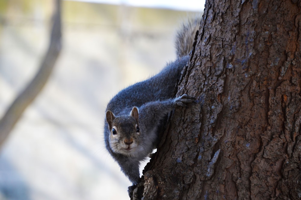 gray squirrel on brown tree branch during daytime