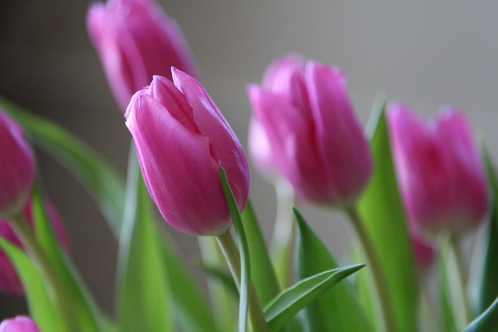 pink tulips in bloom during daytime