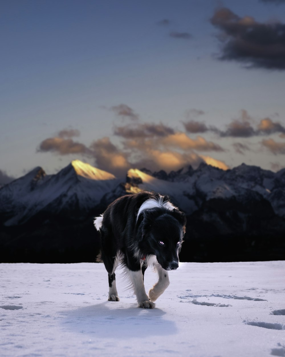 black and white border collie running on snow covered ground during daytime