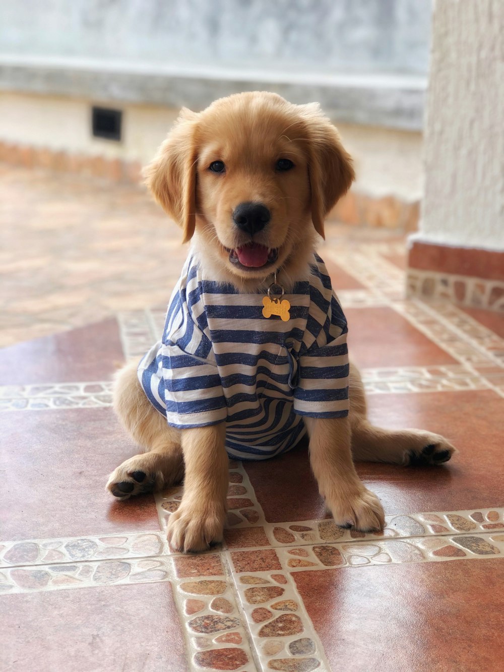 brown short coated dog wearing blue and white striped shirt