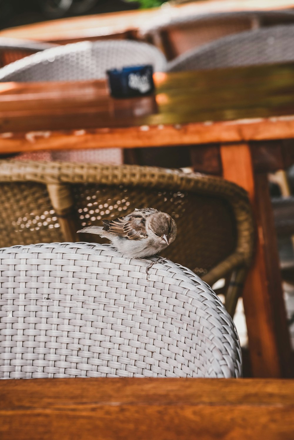 brown and white bird on gray textile