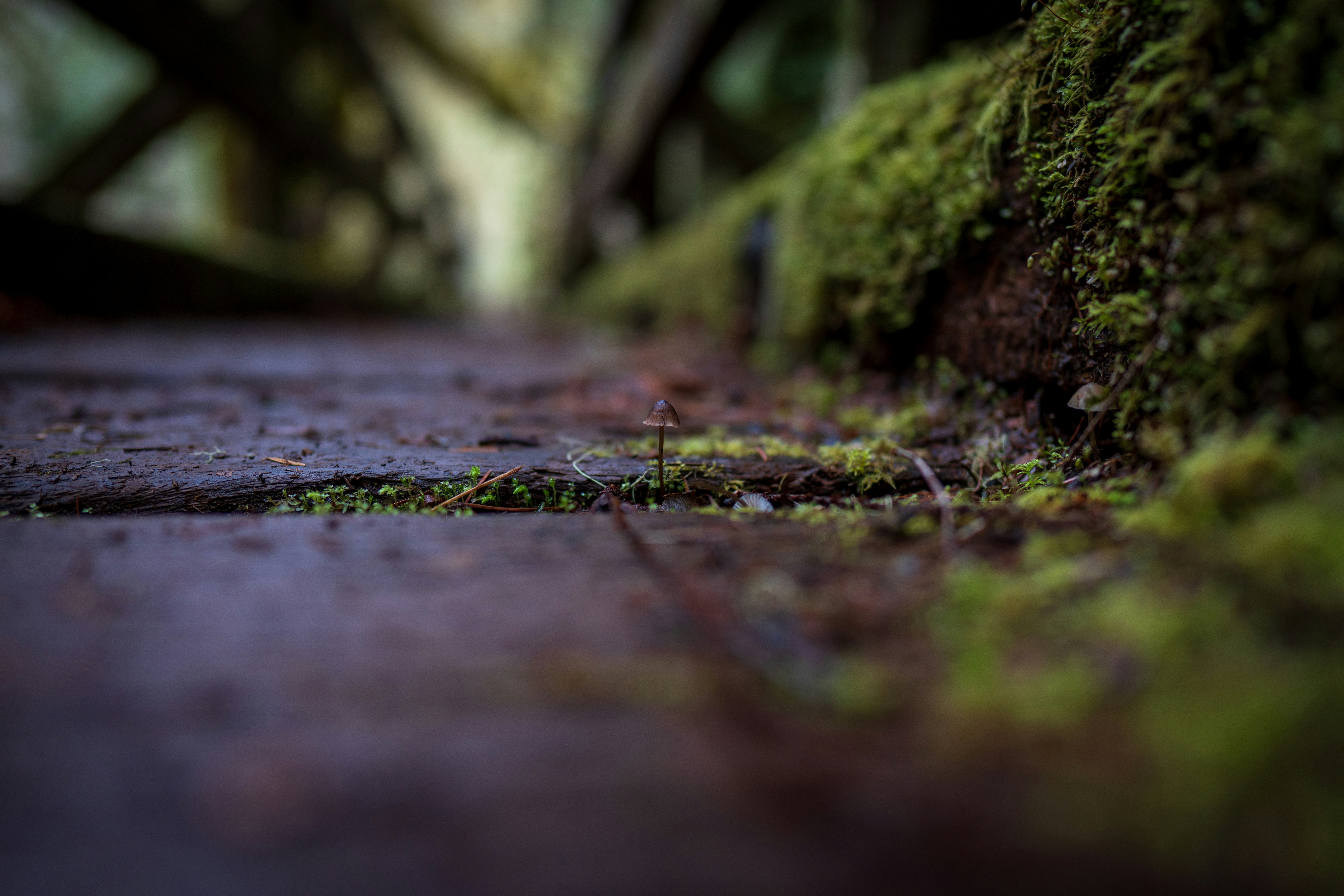 Photo by wanderingcrow