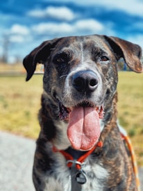 A close-up view of a panting dog with its tongue out, displaying a content and joyful demeanor. The dog's coat is a mix of dark brown and white patterns, with a visible red collar. The background features a blurred natural landscape with grass and a vivid blue sky dotted with fluffy clouds.