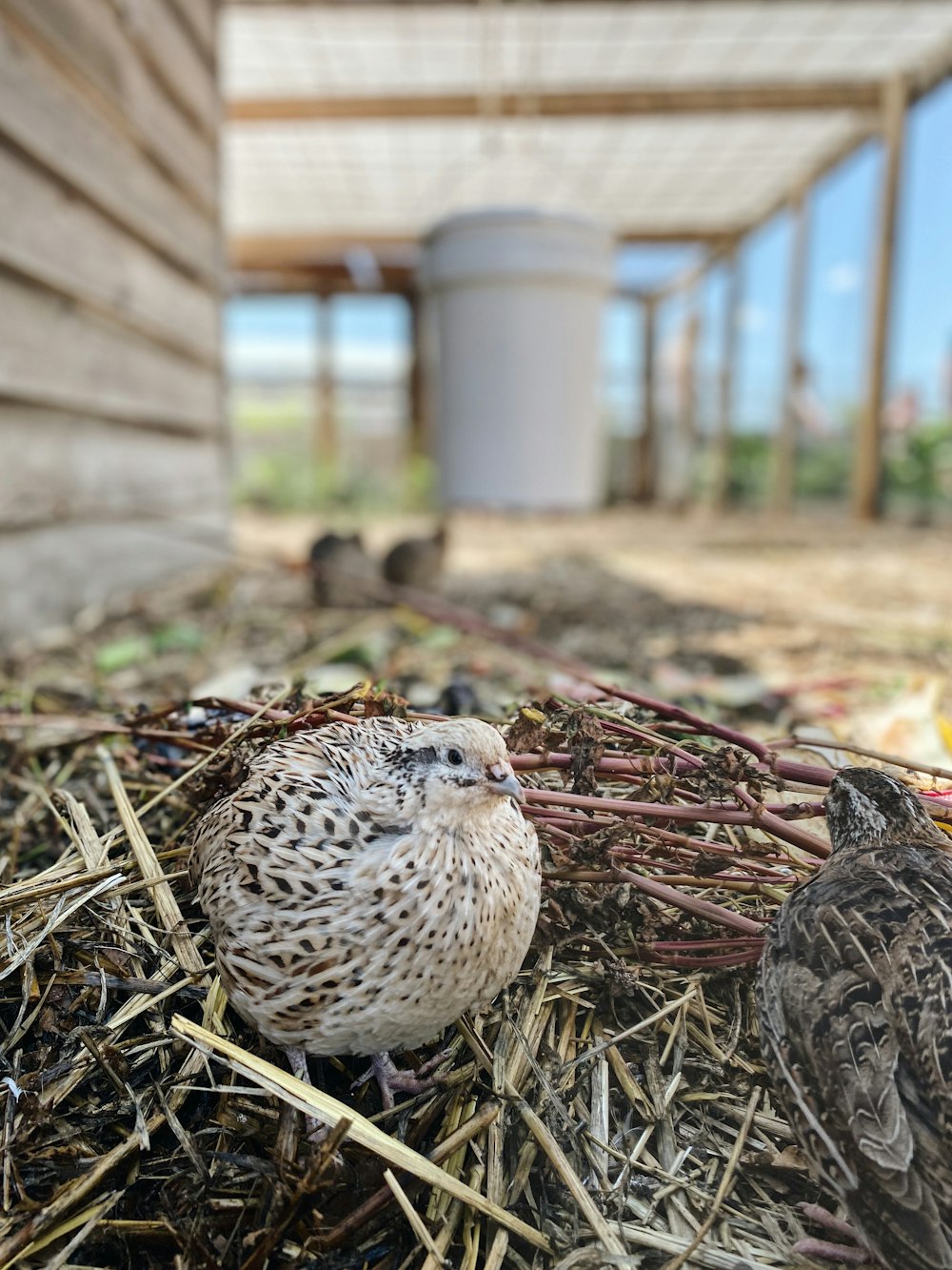 white and black chick on brown dried leaves