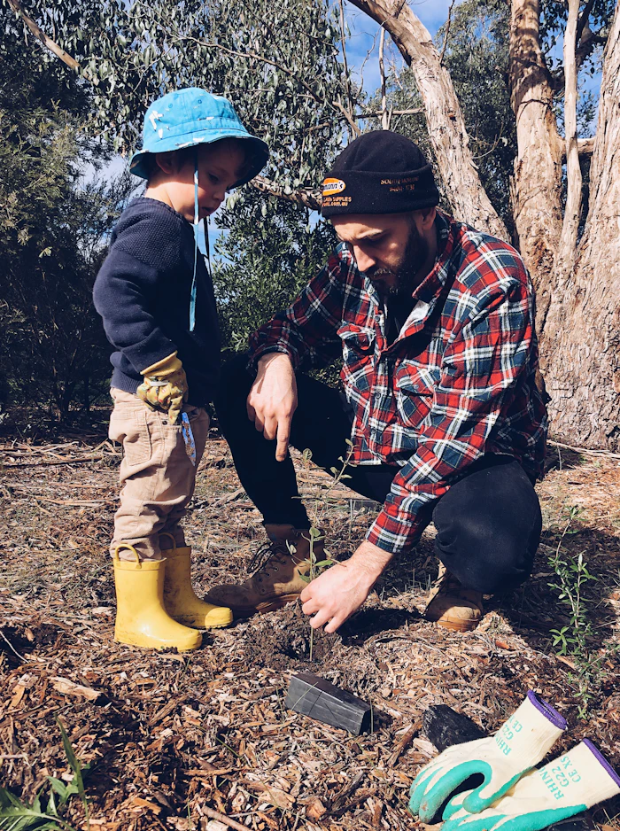 Planting a young shrub in fresh soil