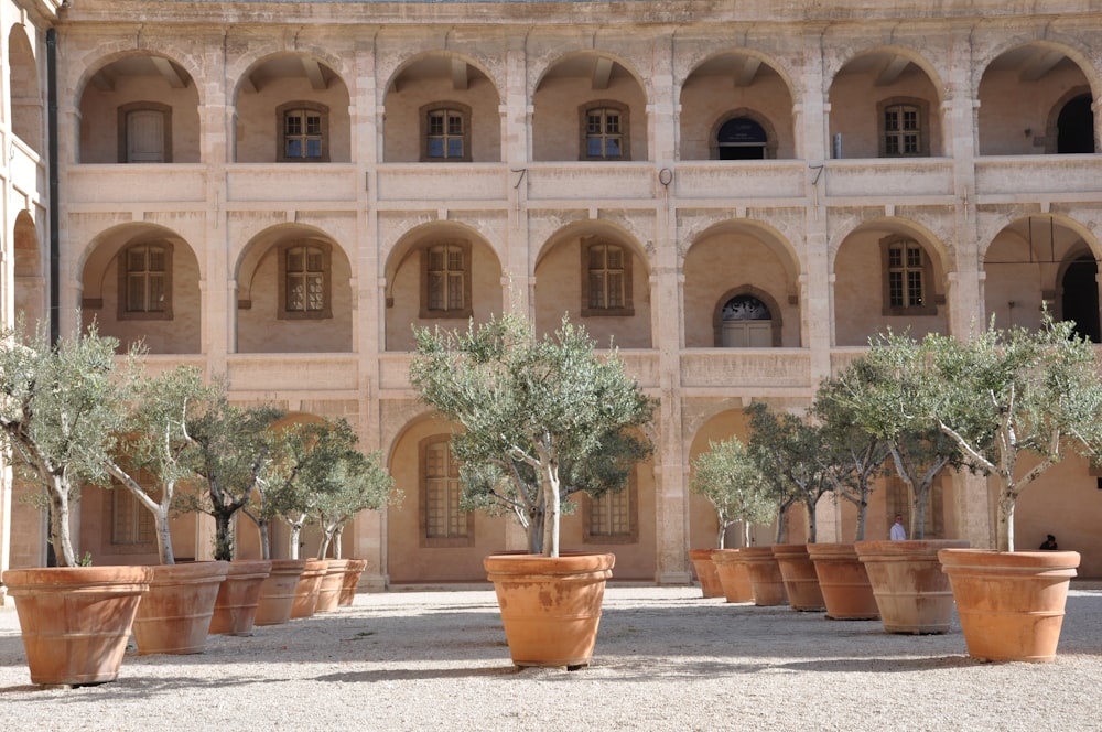 green plants in brown clay pots