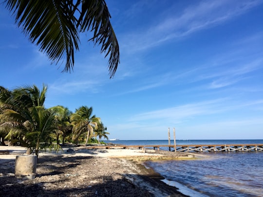 people walking on beach during daytime in Quintana Roo Mexico