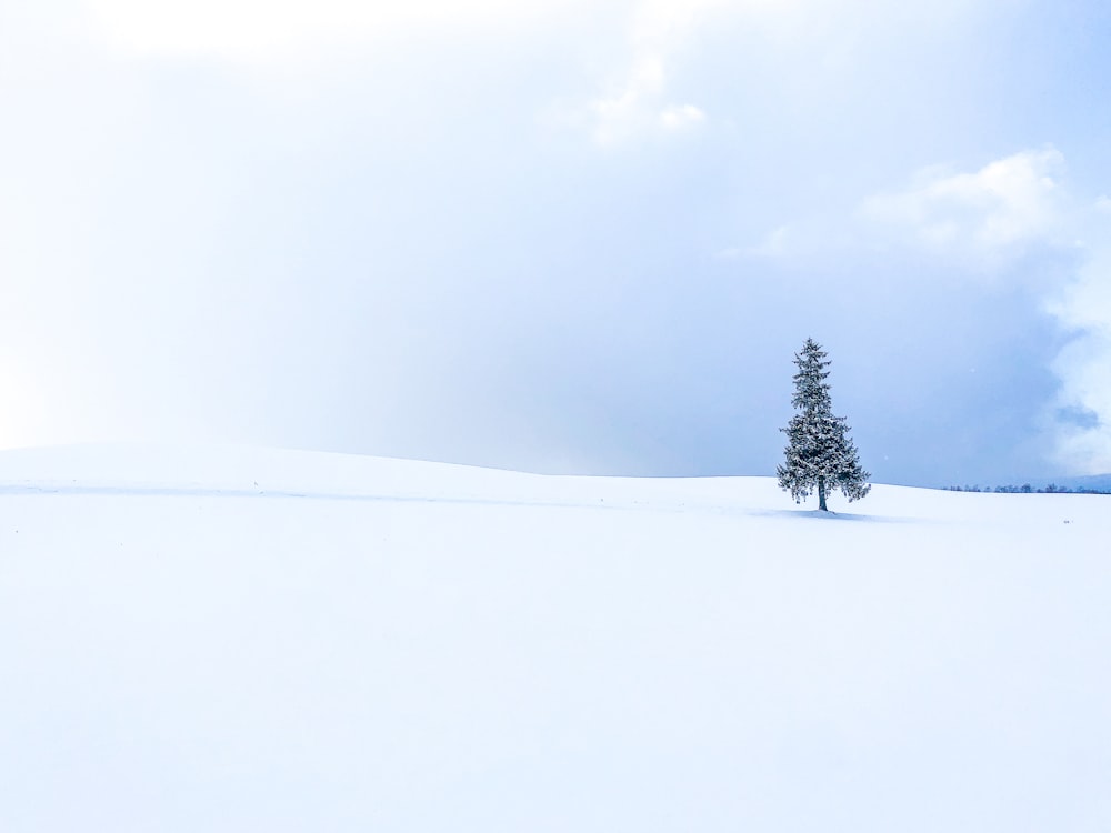 green tree on snow covered ground under white cloudy sky during daytime