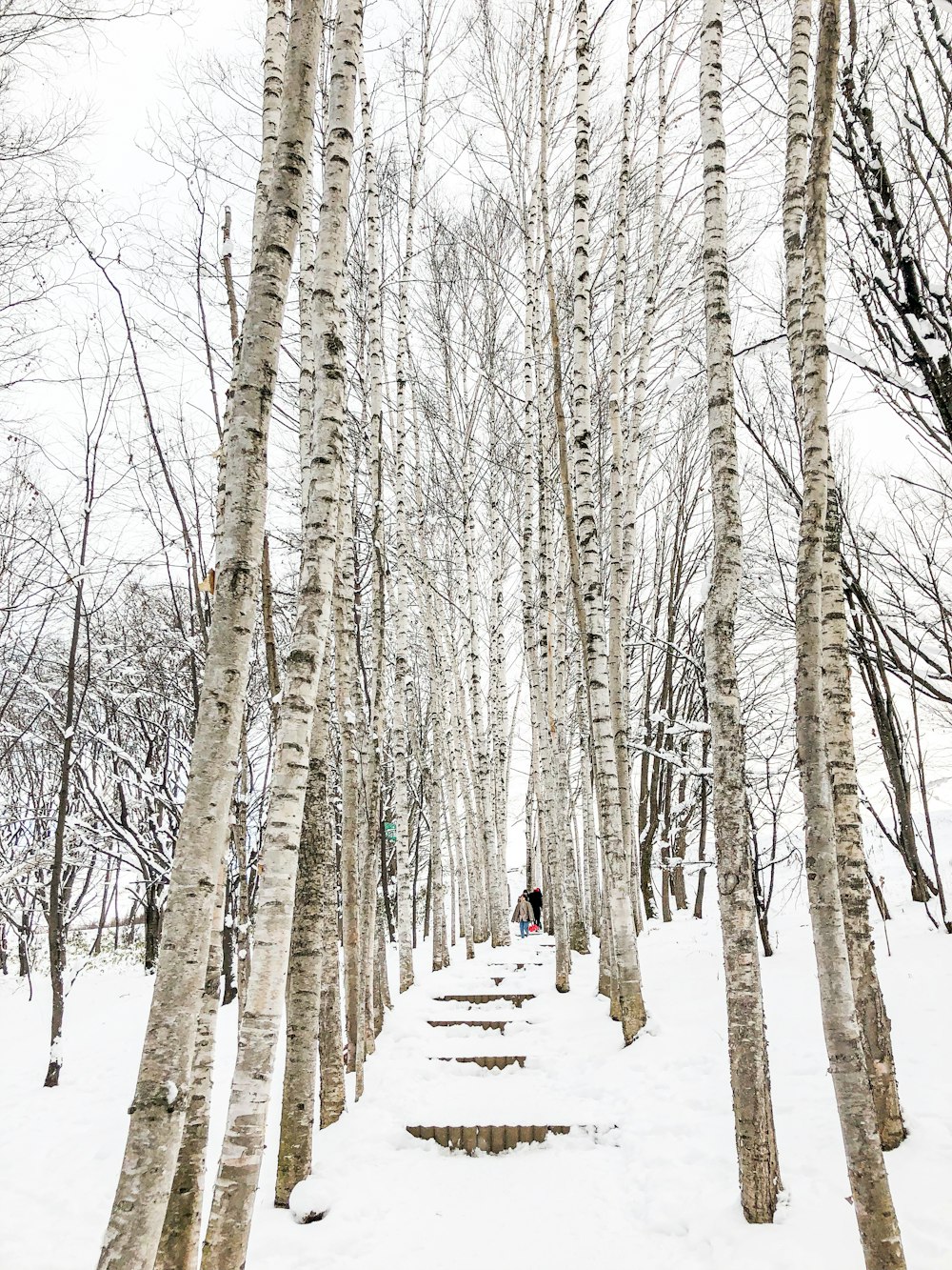 people walking on snow covered pathway between bare trees during daytime