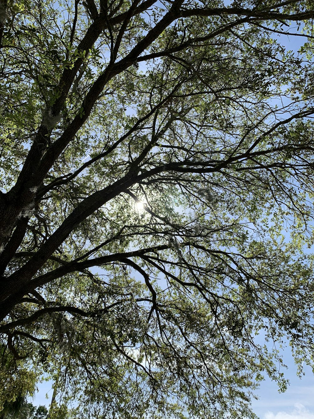 albero verde sotto il cielo blu durante il giorno