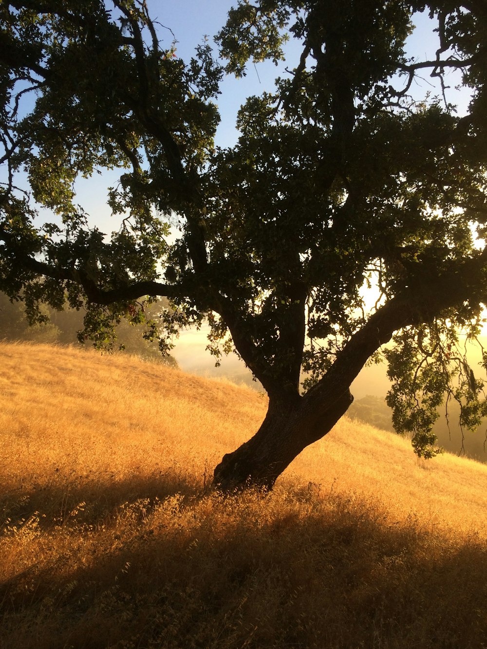 green tree on brown grass field during daytime