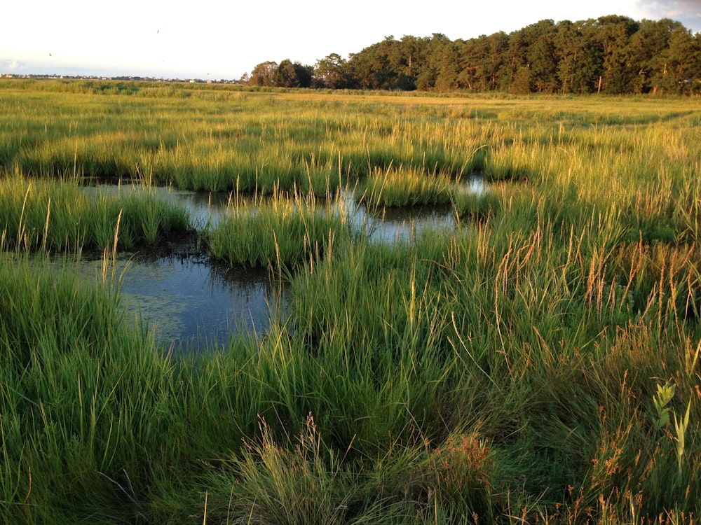 a field of tall grass and water surrounded by trees
