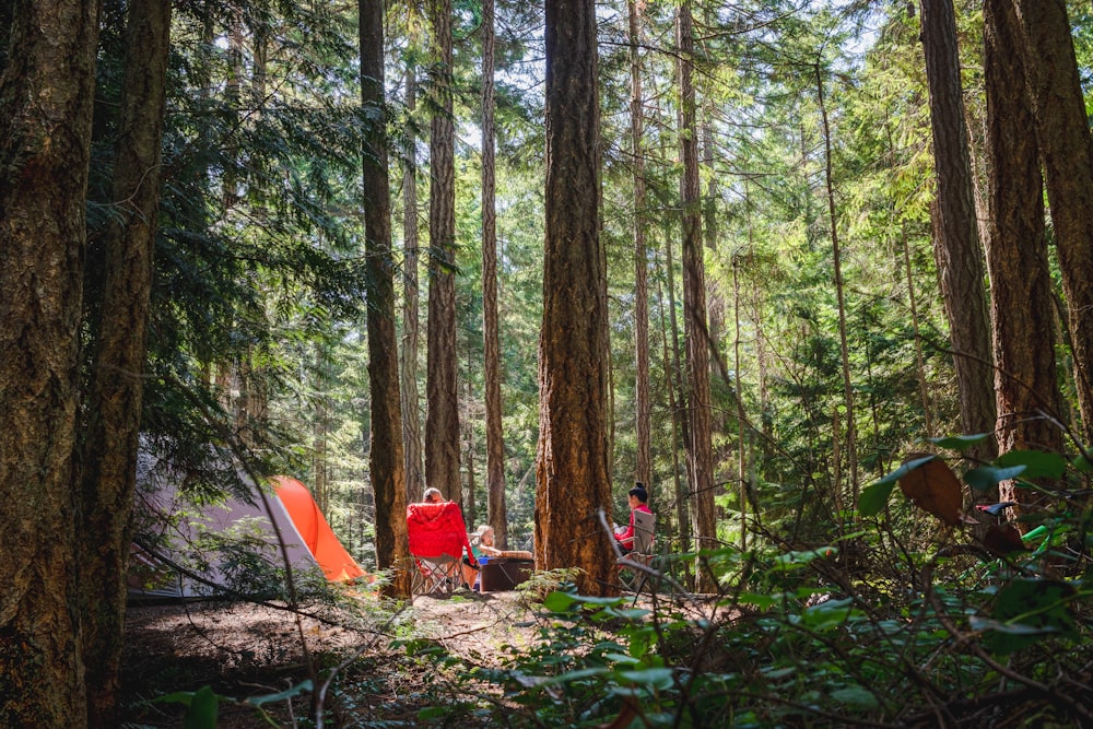 people sitting on ground surrounded by trees during daytime