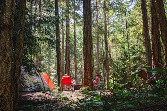 people sitting on ground surrounded by trees during daytime in Rathtrevor Beach Provincial Park Canada