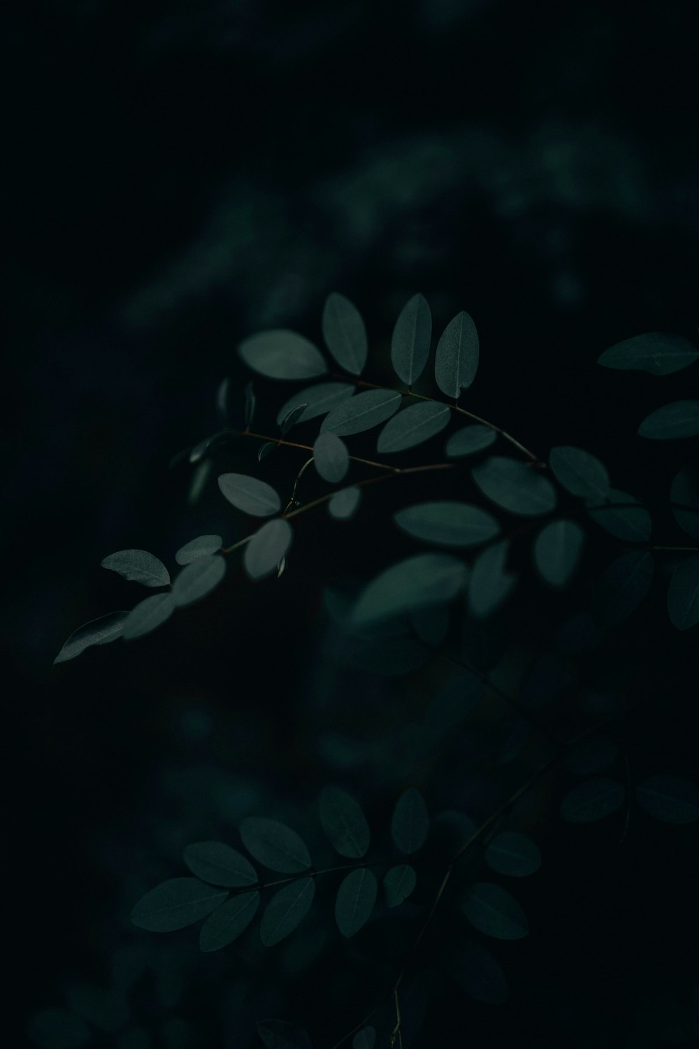 green leaves in black background