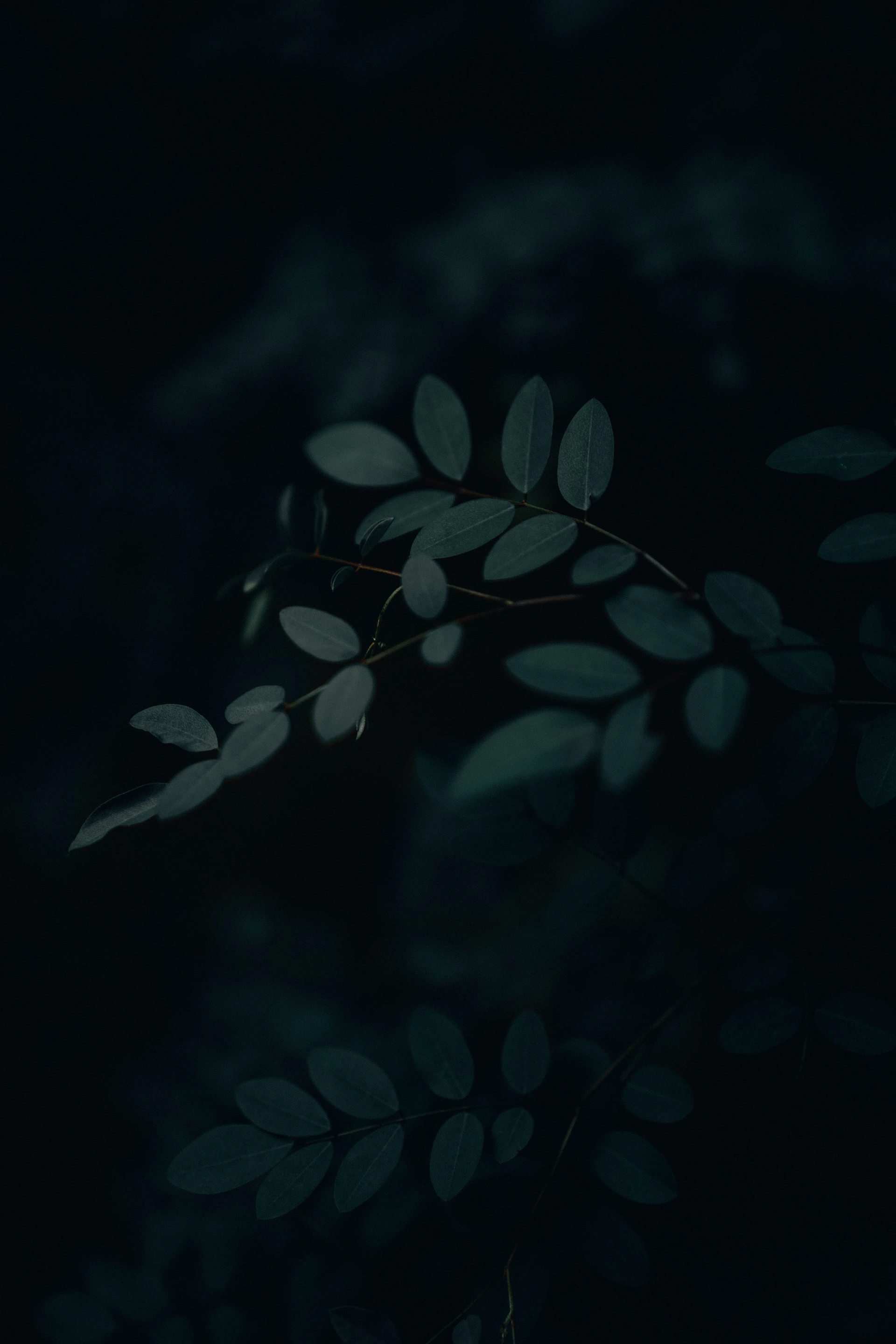 green leaves in black background