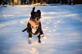 A dog is energetically running through a snow-covered landscape. The sun casts a warm glow on the scene, highlighting the fresh tracks in the snow. The dog appears to be wearing a colorful vest or harness, and its ears are perked up.