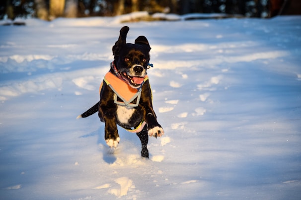 A dog is energetically running through a snow-covered landscape. The sun casts a warm glow on the scene, highlighting the fresh tracks in the snow. The dog appears to be wearing a colorful vest or harness, and its ears are perked up.