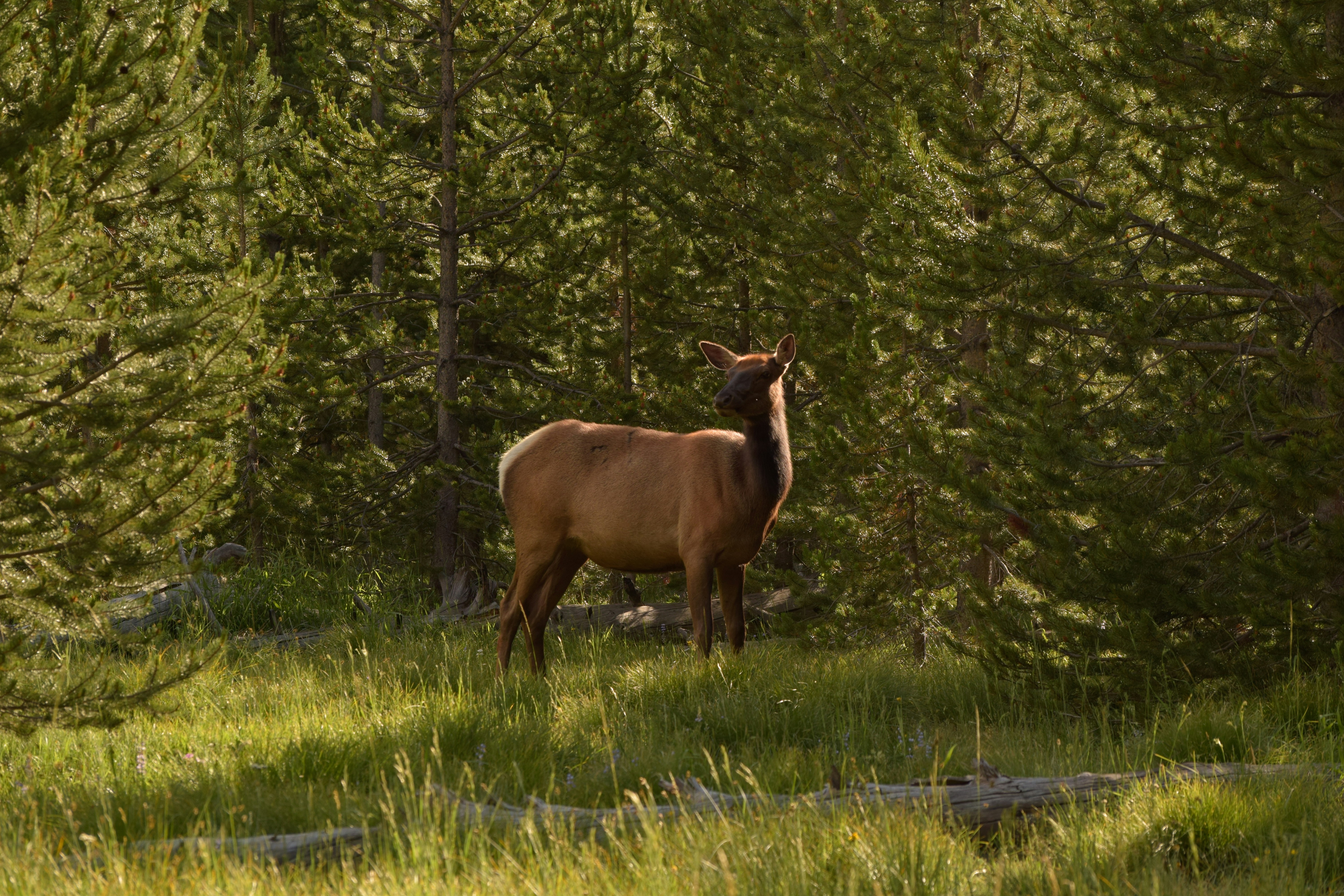 brown deer on green grass field during daytime
