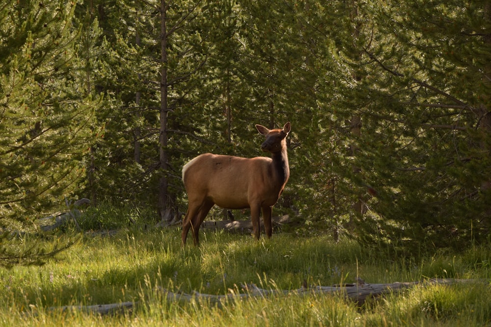 brown deer on green grass field during daytime