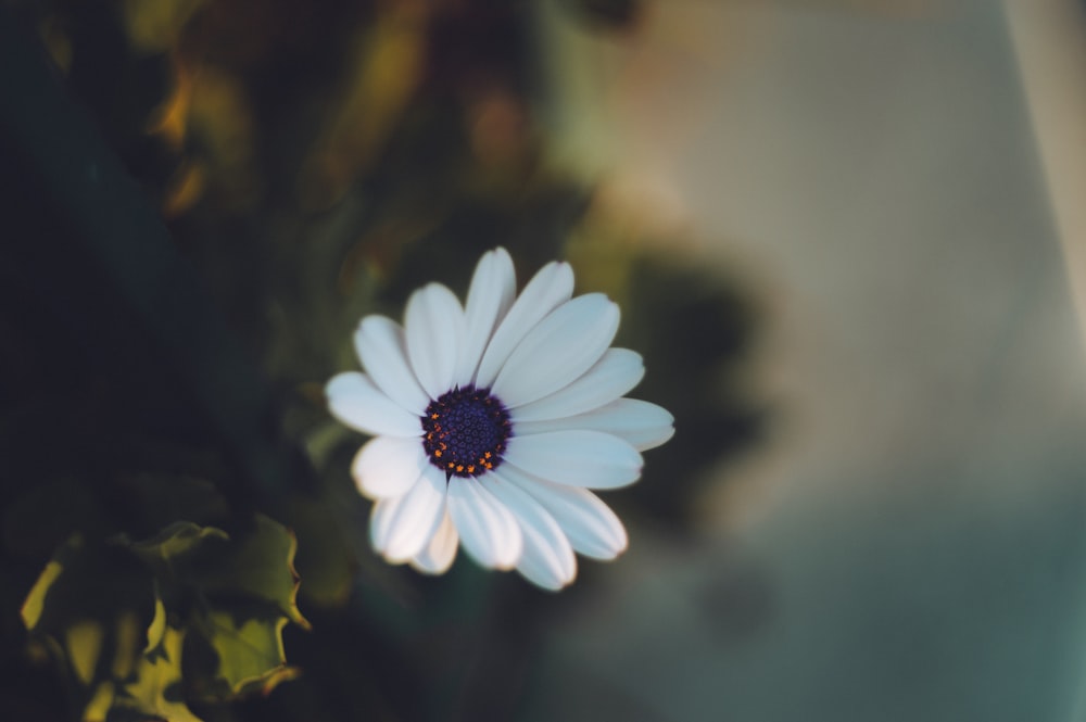 white flower in tilt shift lens