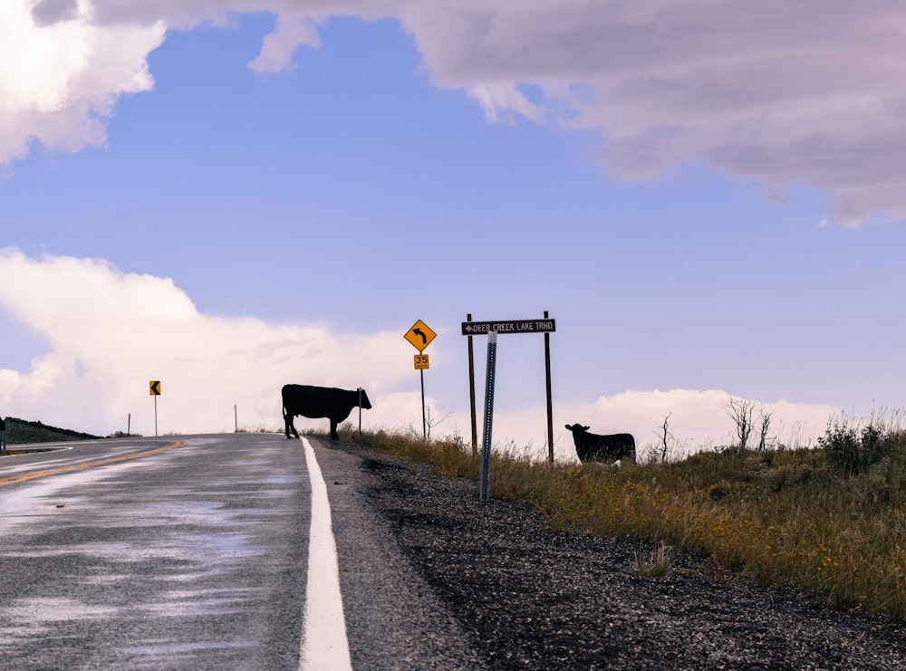 black cow on gray asphalt road during daytime
