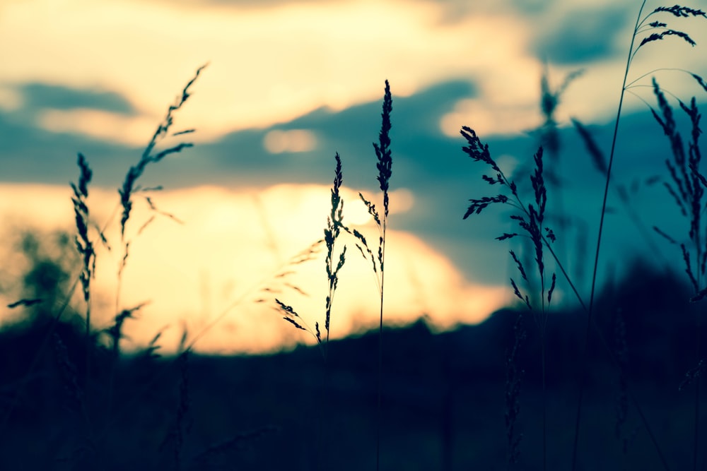 silhouette of grass during sunset