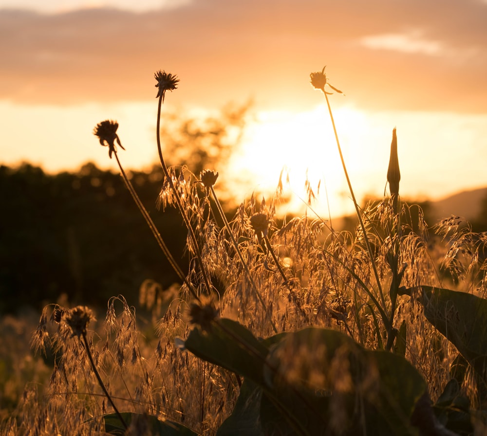 brown grass on brown rock during sunset