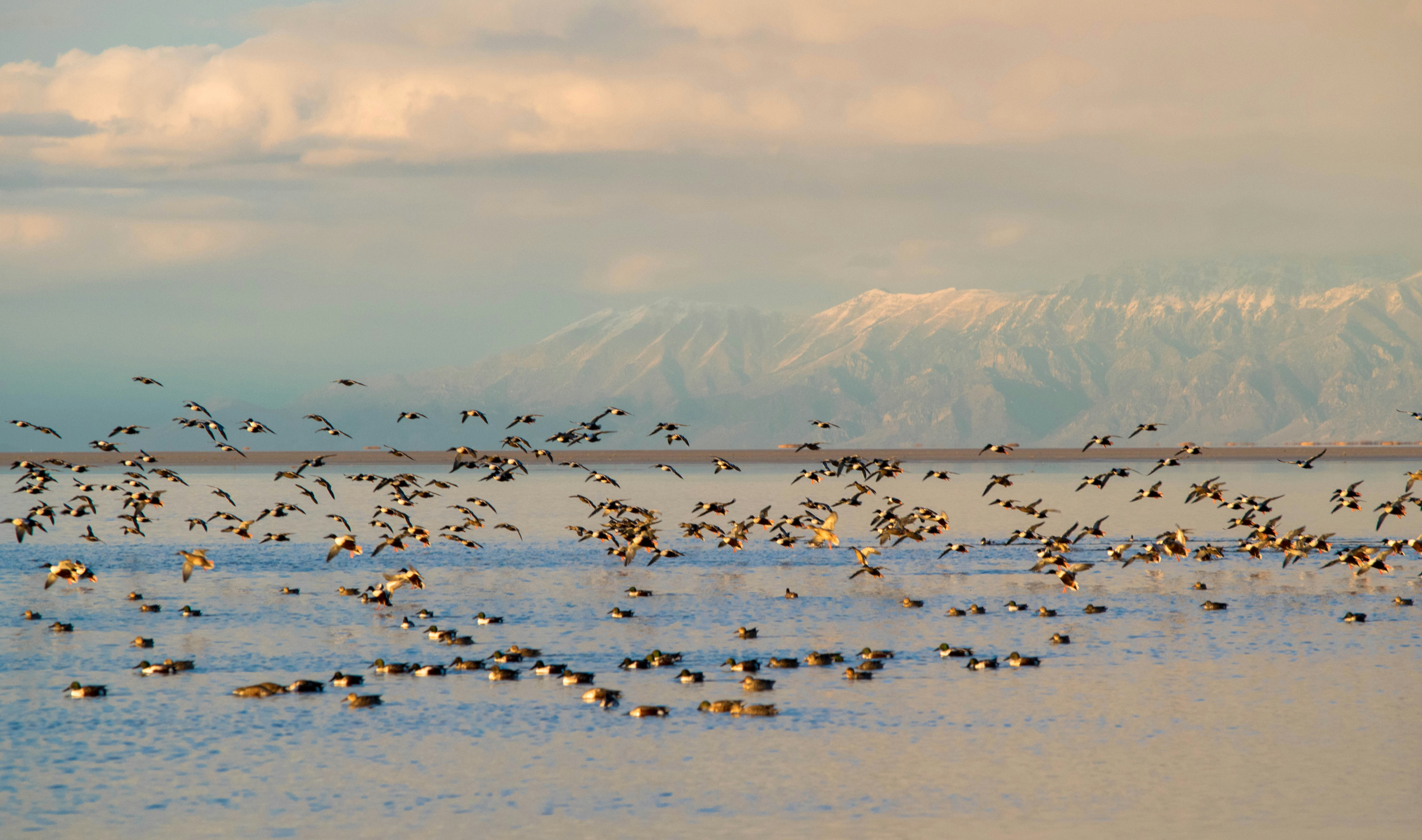 birds on water near mountain during daytime