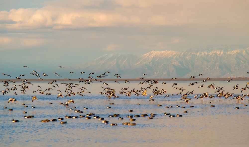 birds on water near mountain during daytime
