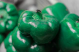 Close-up of vibrant green bell peppers freshly harvested and packed.