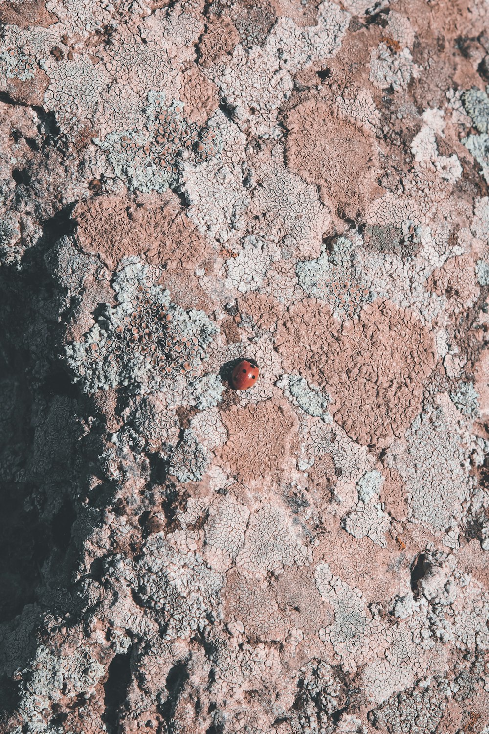 joaninha vermelha e preta na rocha marrom