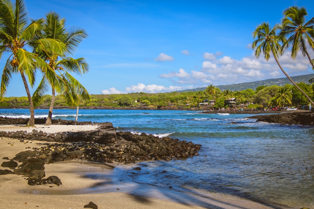 palm tree near body of water during daytime