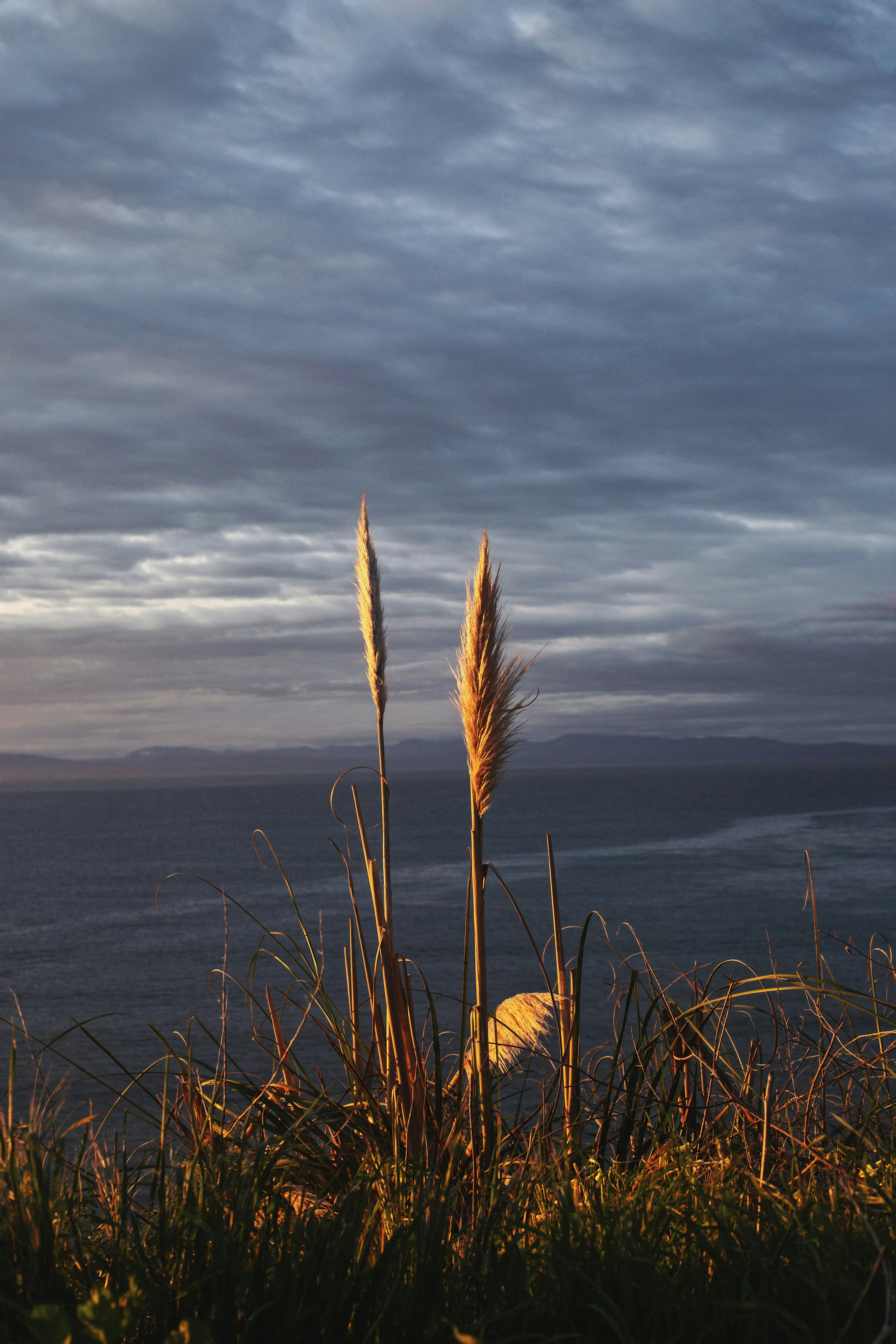 brown wheat field near body of water under cloudy sky during daytime