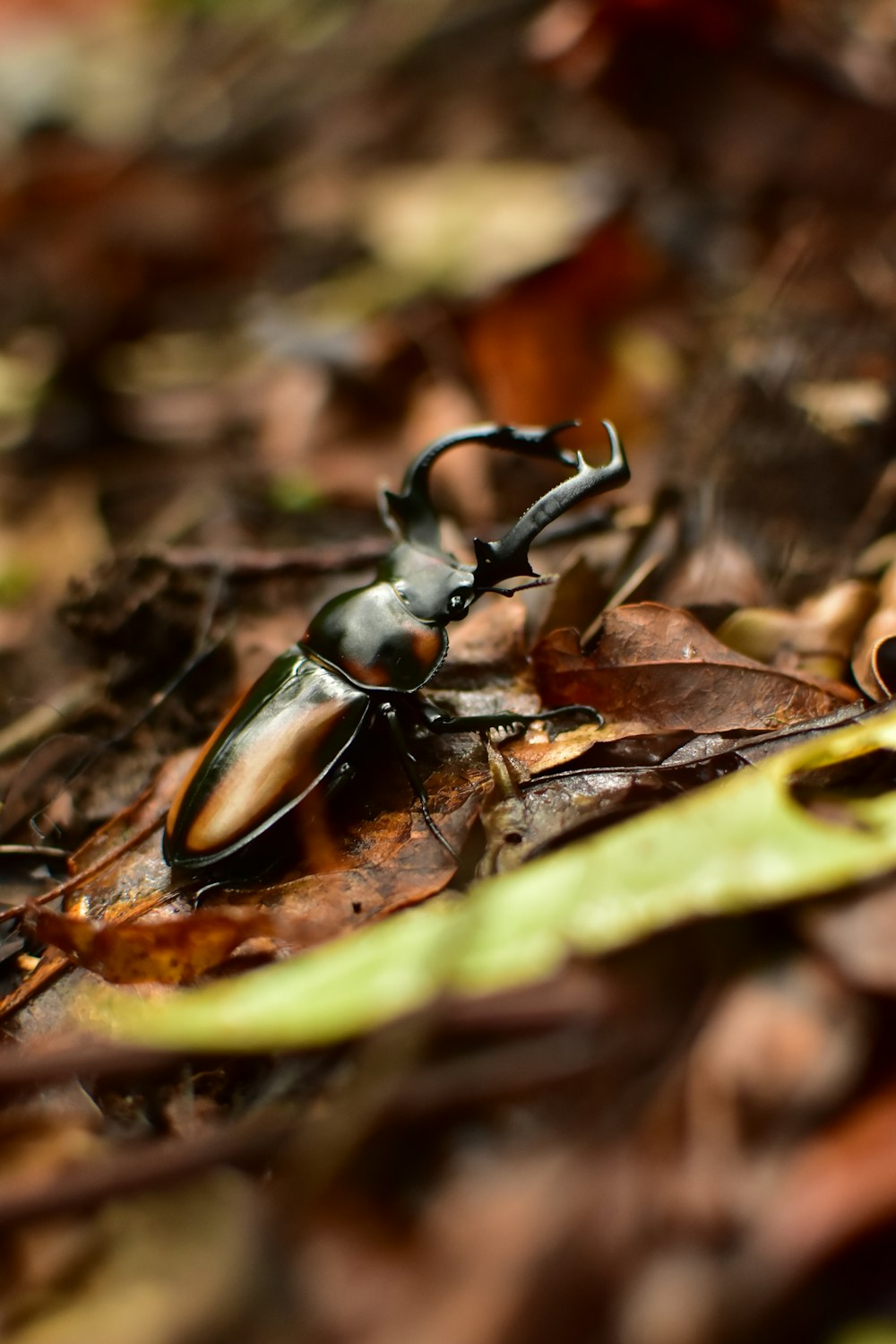 black beetle on brown dried leaves