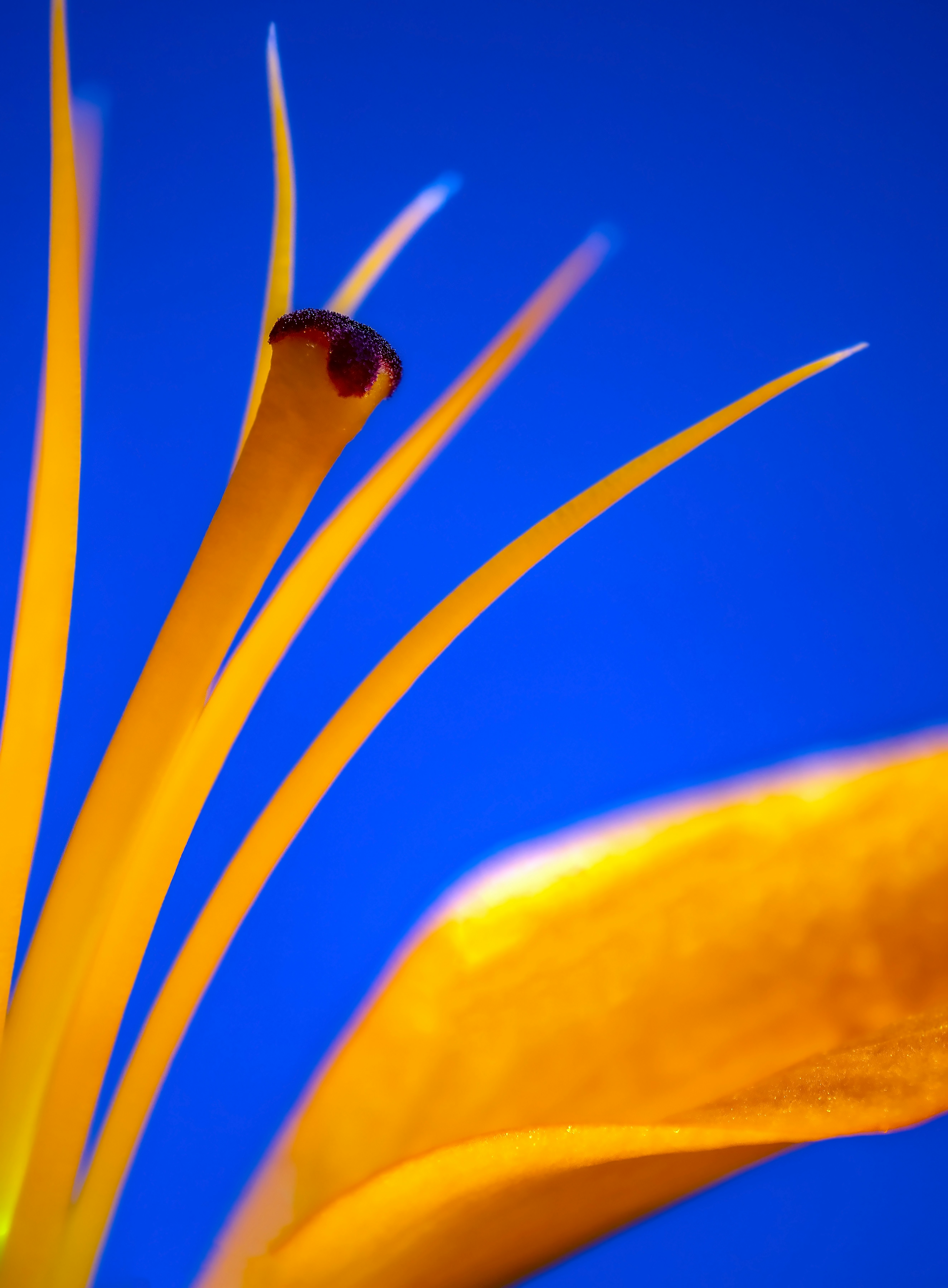 yellow flower in close up photography