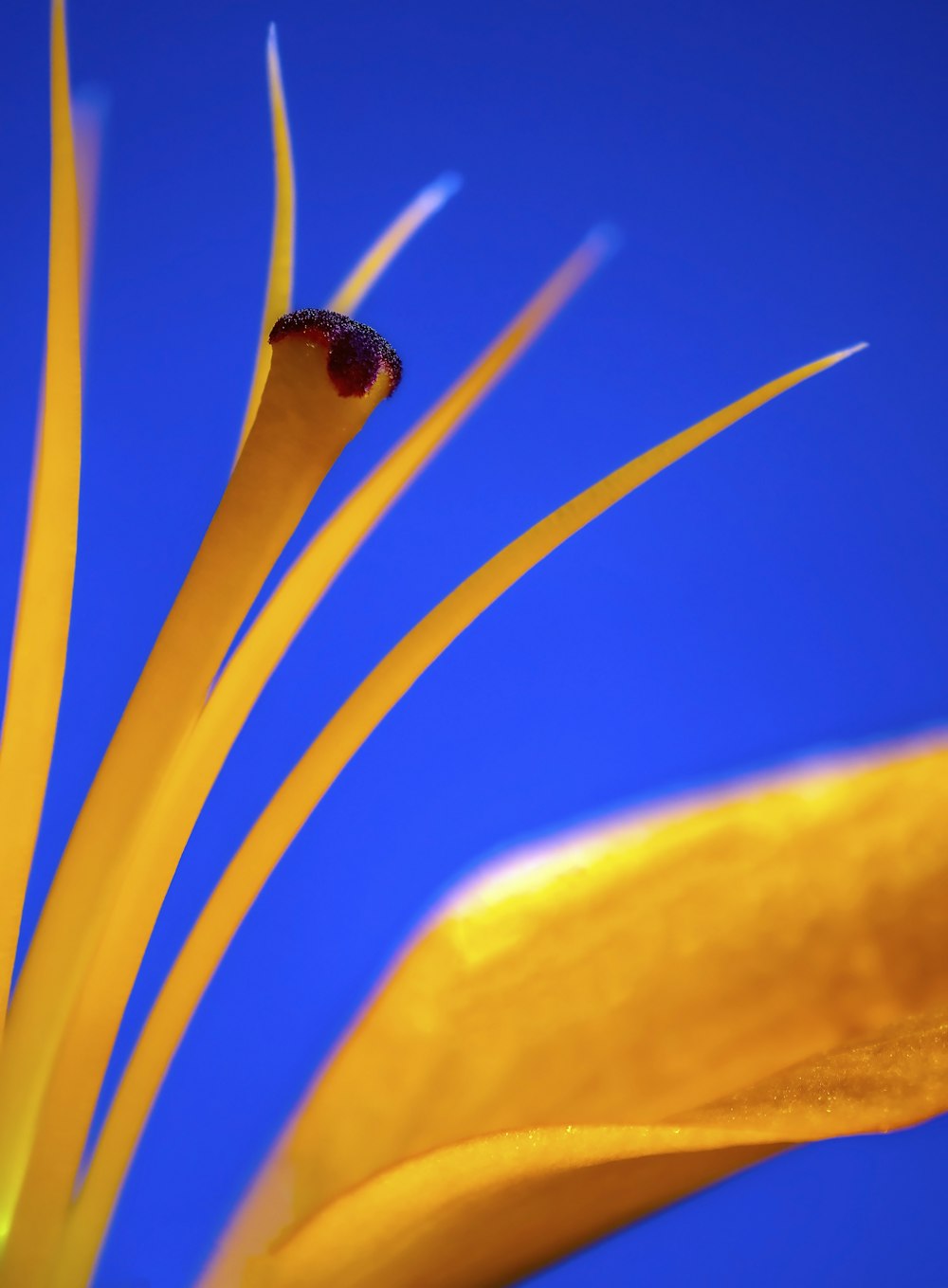 fiore giallo in primo piano fotografia