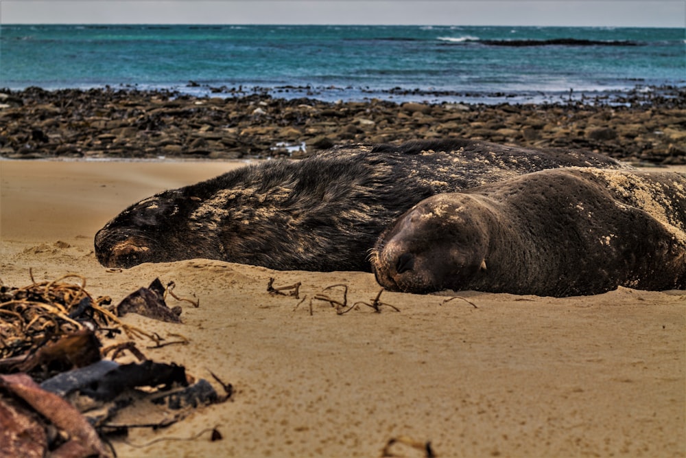 sea lion on brown sand during daytime