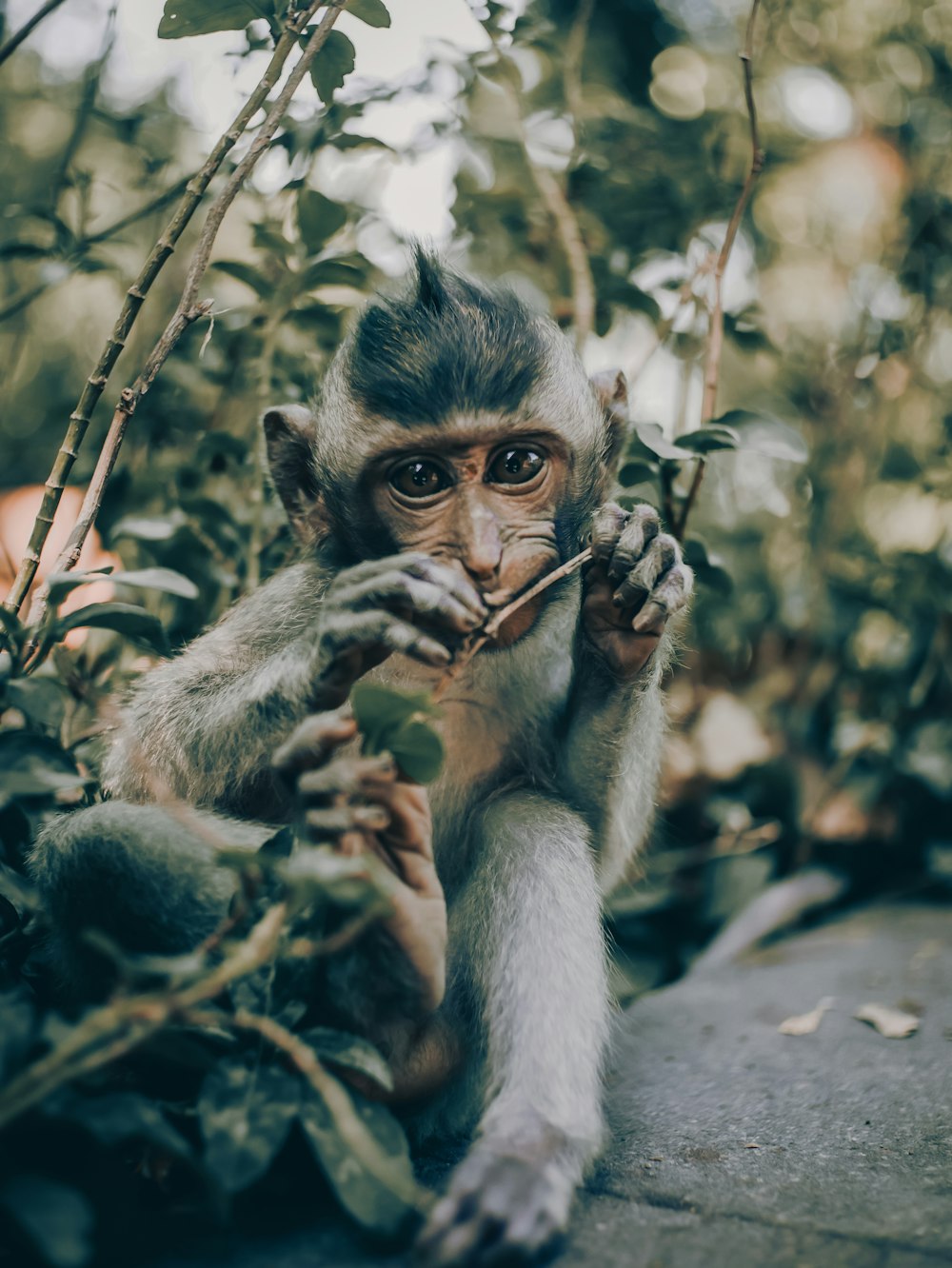 brown monkey on tree branch during daytime