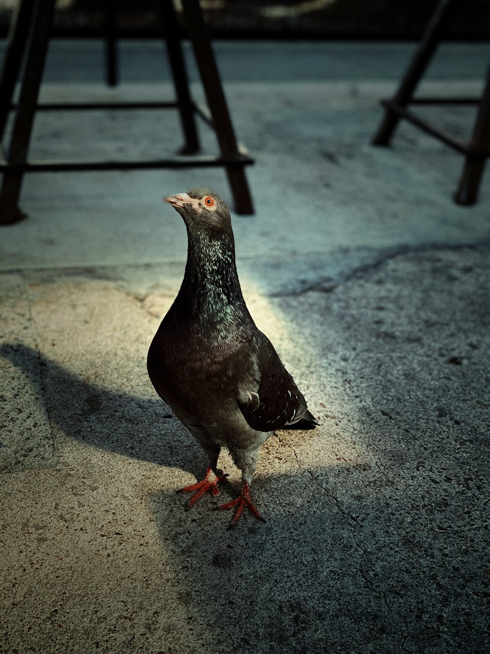 black and white duck on gray concrete floor