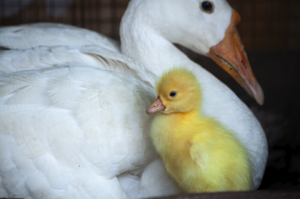 Pato blanco con pollito amarillo